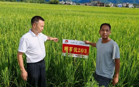 新春走基层 | 珞红优1564种子为何被抢购？ ——湖北自主水稻良种引爆春耕市场的深层观察