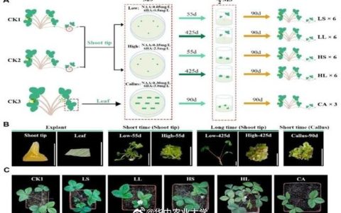 华中农业大学在AI驱动的植物染色质交互预测模型和平台研发方面取得进展