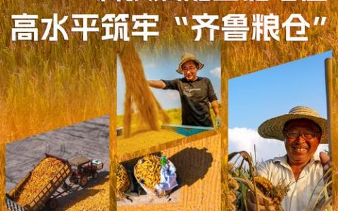 一粒种子的创新突围：襄阳农高区炼出湖北农业“增收利器”