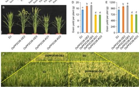 华中农业大学马铃薯团队揭示脱落酸信号“解锁”块茎形成新机制