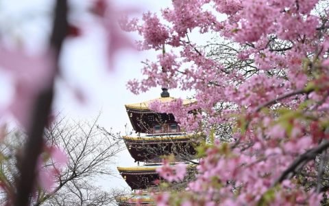 第一波，武汉花开