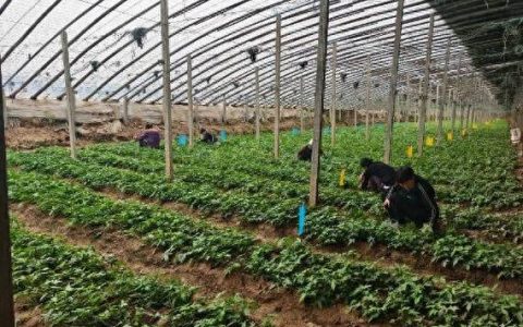 棚外寒风棚里春