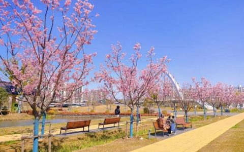 春染十堰 樱花烂漫 这份踏青赏樱攻略请查收