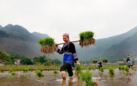 宣恩县高罗镇：躬身田垄“打夜工” 助农增收“别样甜”