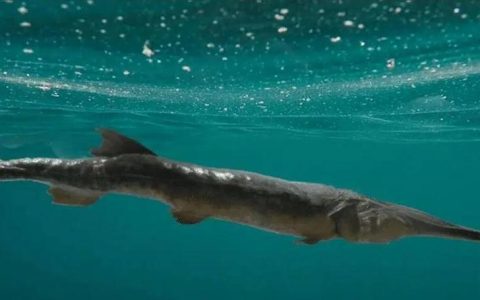 等待近十年，中华鲟在长江野外“生娃”了