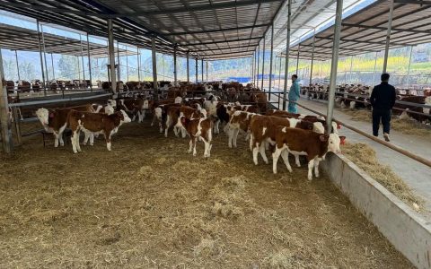 养牛养出好“钱”景