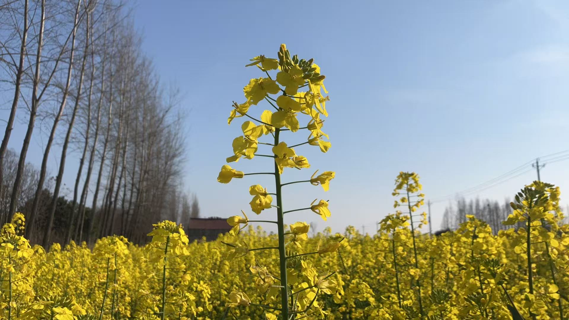 巧解“甜蜜烦恼” 护航和美“蜂”景——王场镇柔性化解蜜蜂扰民纠纷