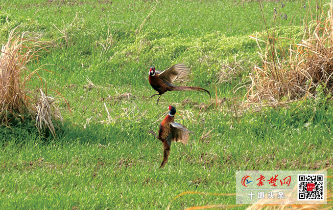 “七彩山鸡”现麦田