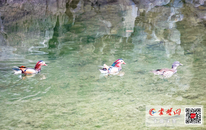 成群鸳鸯戏清波