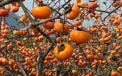 新春走基层 | 柿红羊欢、山货出山、冰雪经济……来看黄冈的蓬勃生机