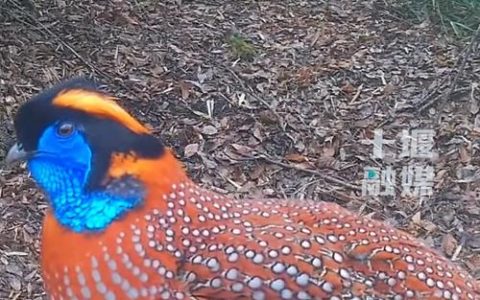红腹角雉现身堵河源