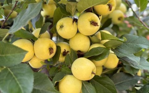 新春走基层 | 荒山变果园 智慧兴田园