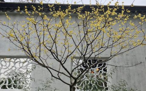 新春走基层 | 枯木巧利用 游园添新景