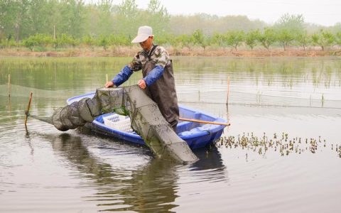 抢抓农时种水草 静待五月虾满塘