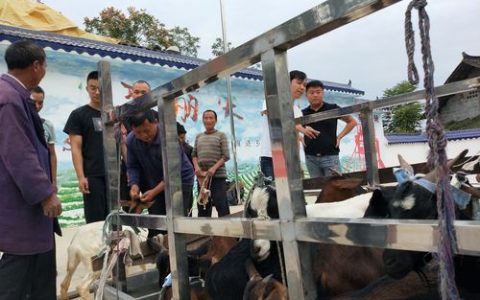 潜江：15年深耕！红桥村养牛户念活致富经