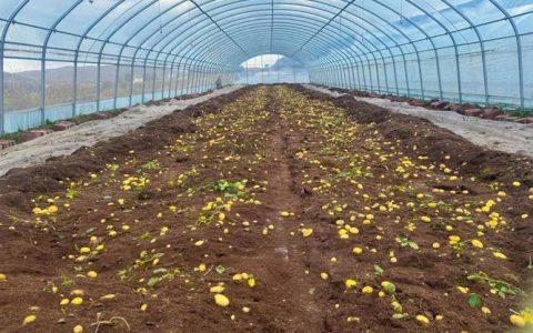 小拱棚育出“金豆豆” 特色种植助增收