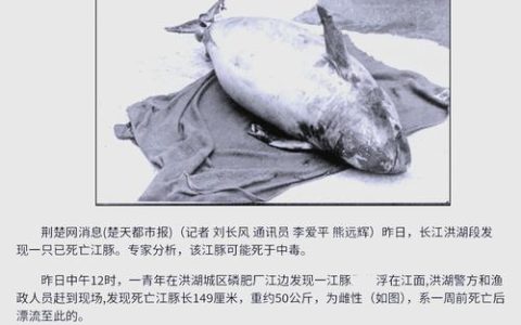 她连续4年为江豚发声，多项建议写入国家行动计划