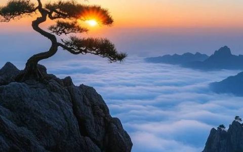 “顶天立地一棵松”