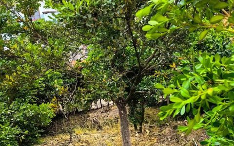 黄州杨南线新植树千余株