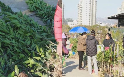 咸安汀泗桥镇苗木市场春意浓