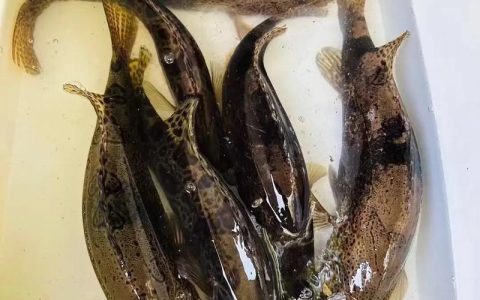 湖阔水美鳜鱼生