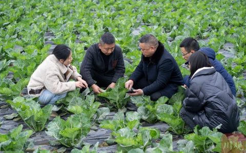英山：农科服务到田间