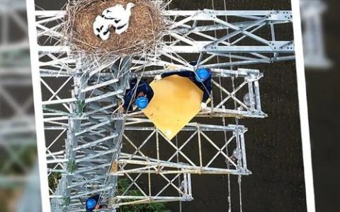 守护万家灯火 绘就生态画卷  ——记黄石市电网爱鸟护鸟志愿服务队