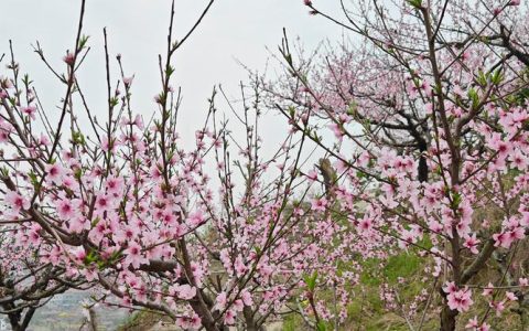 保安镇“桃花季”将于8日启幕