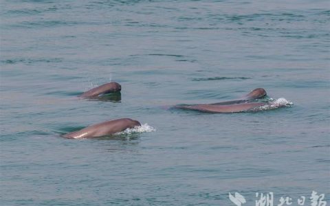 赤嘴潜鸭首现洪湖江豚家族即将“添丁” 美丽湖北万物报春