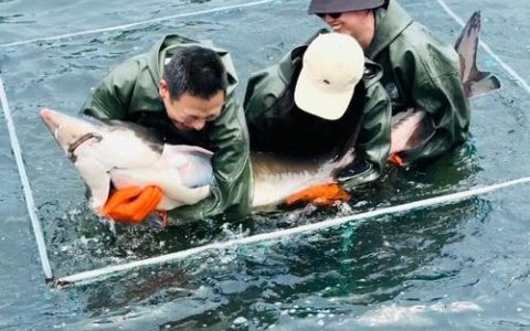 从靠水吃水到护水养水 渔民“上岸”鱼儿“回家”