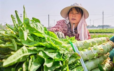 嘉鱼新街镇莴苣丰产助农增收