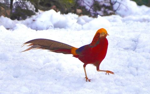 红腹锦鸡林间嬉戏