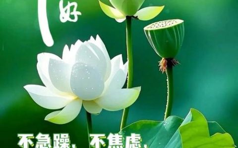 七里社区：一声“早安”天天不缺席