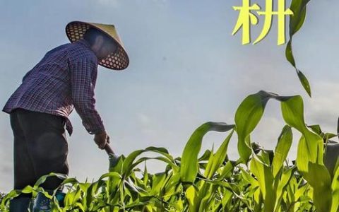 春早人勤育壮苗 果蔬育苗保春耕