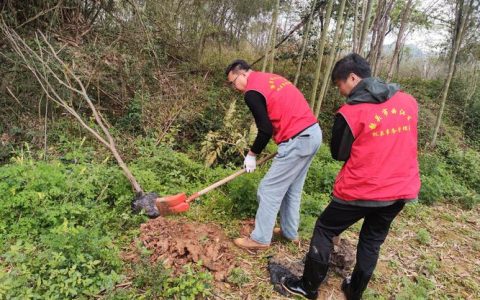 总口管理区开展义务植树活动