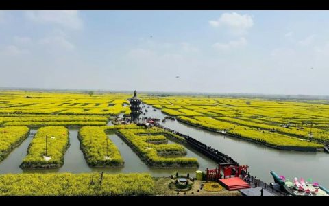 崇阳县沙坪镇  千亩油菜绽金黄　盼丰满仓管护忙