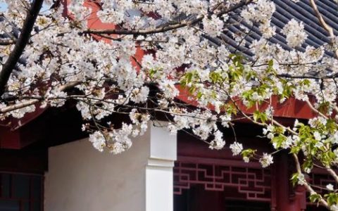 堤角公园好春光