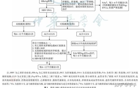 同济医院团队揭示肝脏免疫失衡的关键机制