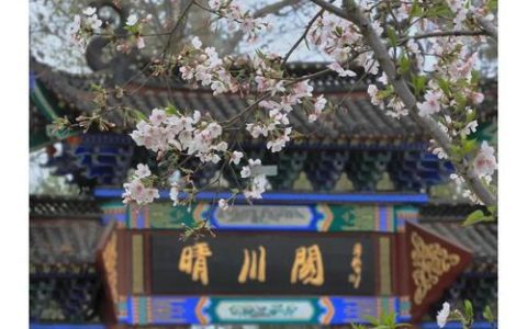 再登晴川阁，望江赏樱花