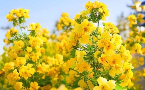 春花烂漫迎客来