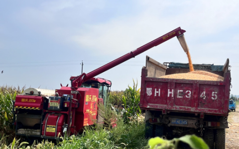 王场镇：“马”力全开 干劲“满格”