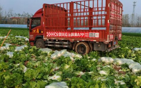 大白菜直供上海 产销两旺