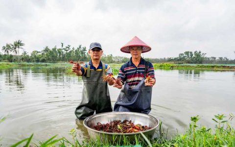 熊口镇：监督护航春耕忙 “清风”拂绿虾稻田