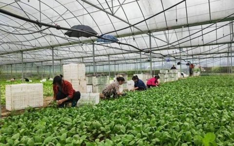 大棚蔬菜长势旺 产销两旺促增收