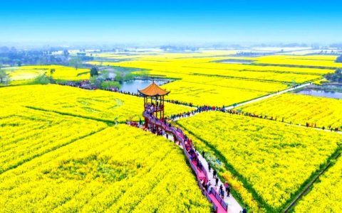 荆门油菜花开早 三月中旬迎盛景