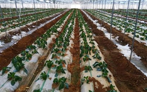 建始县推进地膜科学使用回收项目