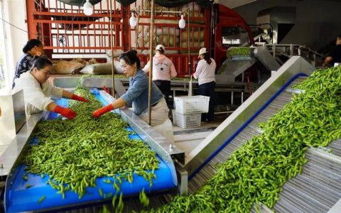 硒菜出海 产业提速