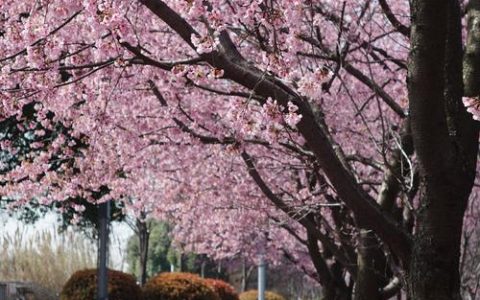 汉马沿线新植近千株樱花 27个赏樱点串起“最美樱花赛道”