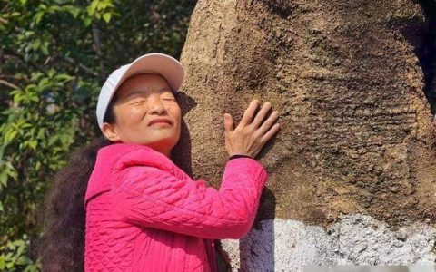 市民登龟山拥抱120岁朴树 武汉全市古树开放认捐认养