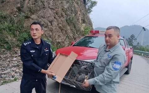 领角鸮受伤 警民联合救助